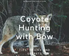 Coyote Hunting with Bow