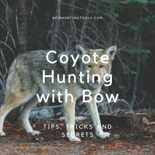 Coyote Hunting with Bow