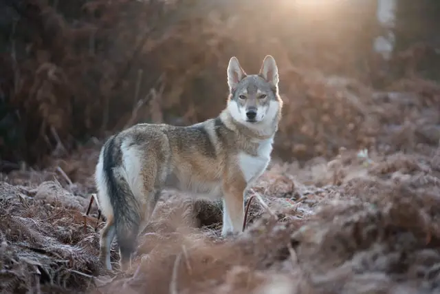Coyote hunting with bow Tips Tricks and Secrets